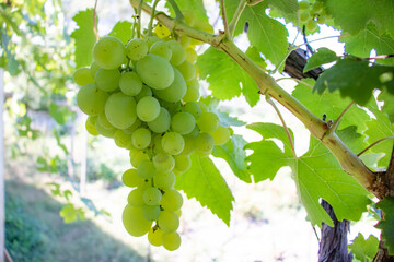 Yellow grape on the vine