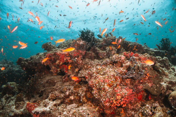 Underwater tropical reef scene, schools of small fish swimming together in blue water among colorful coral reef in The Maldives, Indian Ocean