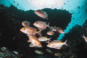 Underwater tropical reef scene, schools of small fish swimming together in blue water among...