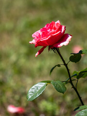 Beautiful flower, rose, summer nature.