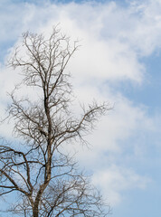 Fototapeta na wymiar Dry tree branches against the blue sky.