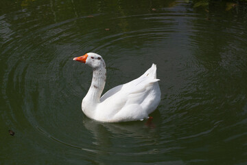 Naklejka premium Domestic goose (Anser anser domesticus), swimming