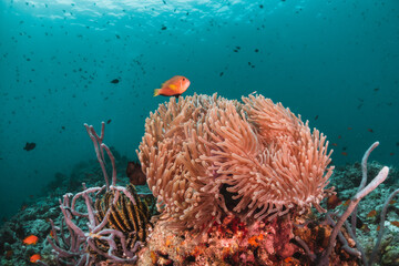 Underwater tropical reef scene, anemone or nemo clown fish swimming in blue water among colorful coral reef in The Maldives, Indian Ocean