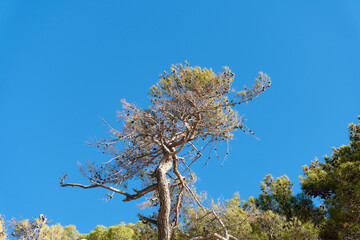 tree with blue sky