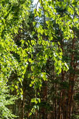 Fototapeta na wymiar White birch trees, nature in the forest, summer.