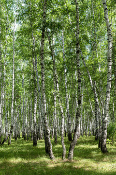 White birch trees, nature in the forest, summer.