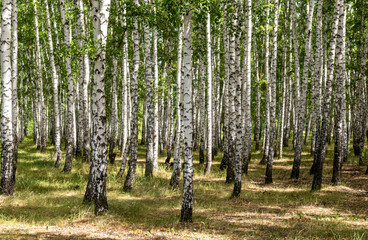 Fototapeta premium White birch trees, nature in the forest, summer.