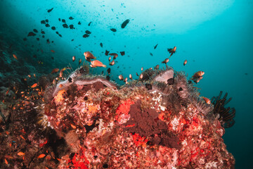 Fototapeta na wymiar Underwater tropical reef scene, anemone or nemo clown fish swimming in blue water among colorful coral reef in The Maldives, Indian Ocean