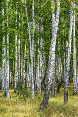White birch trees, nature in the forest, summer.