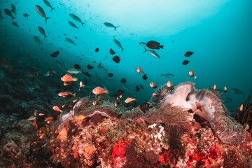 Underwater tropical reef scene, anemone or nemo clown fish swimming in blue water among colorful...