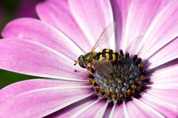 Hoverfly Eupeodes luniger on Cape Marguerite (Dimorphotheca ecklonis)