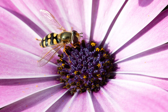 Hoverfly Eupeodes luniger on Cape Marguerite (Dimorphotheca ecklonis)
