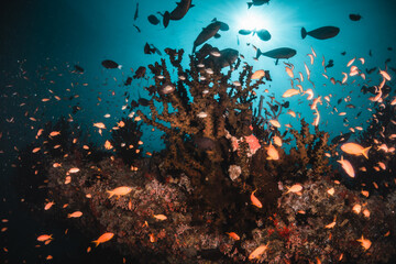 Fototapeta na wymiar Underwater tropical reef scene, schools of small fish swimming together in blue water among colorful coral reef in The Maldives, Indian Ocean