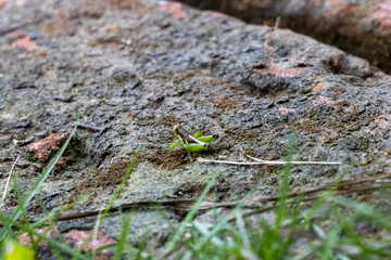 Insecto