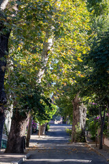 Street with tree