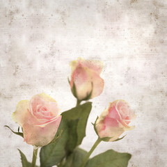 textured old paper background with unusual pink and green rose
