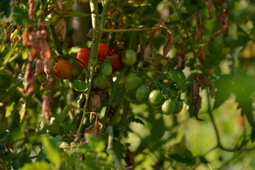 ripe tomatoes in the garden. Solanum lycopersicum with droplets in the morning. unripe vegetables
