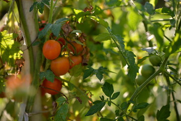 ripe tomatoes in the garden. Solanum lycopersicum with droplets in the morning. unripe vegetables
