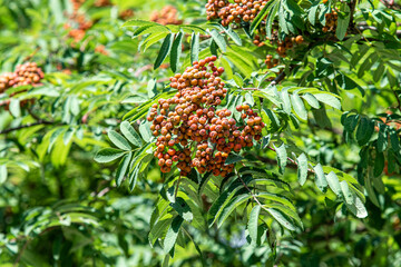 Ripe rowan berries in the green leaves of the tree.