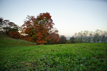 Autumn color tree called KAEDE, in the beautiful green field of Japan
