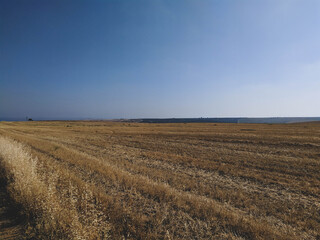 Obraz premium Meadow with planted peace