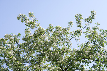 Spring landscape, branches of white flowers of fruit trees on a background of blue sky.