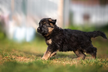 german shepherd puppy walking outdoors