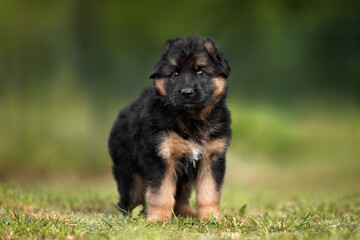 german shepherd puppy standing outdoors on grass