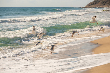 Flock of seagulls