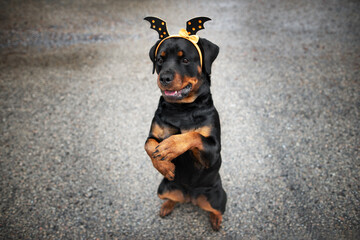 funny rottweiler dog begging outdoors wearing a headband