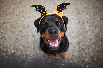 happy rottweiler dog in a Halloween headband, top view portrait