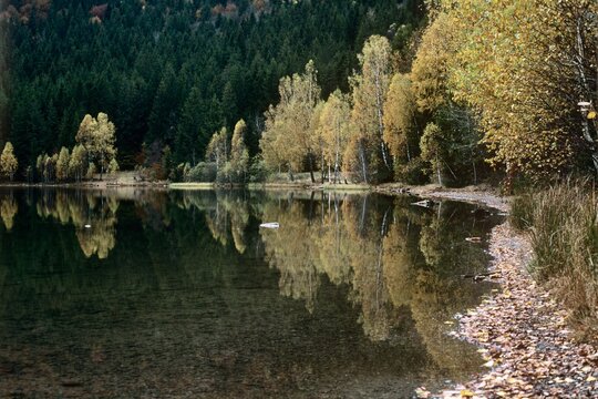 Autumn scenery with yellow foliage trees and fallen leaves by the Lake Saint Ann