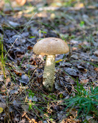 Boletus boletus in the forest, autumn natural landscape.