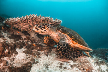 Sea turtle swimming among colorful tropical fish and coral reef in The Maldives, Indian Ocean