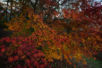 Autumn color tree called KAEDE, in the beautiful green field of Japan