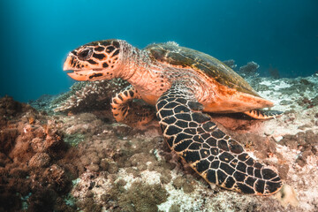 Obraz na płótnie Canvas Sea turtle swimming among colorful tropical fish and coral reef in The Maldives, Indian Ocean