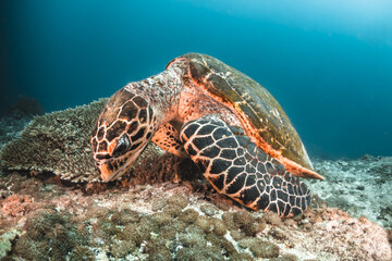 Fototapeta premium Sea turtle swimming among colorful tropical fish and coral reef in The Maldives, Indian Ocean