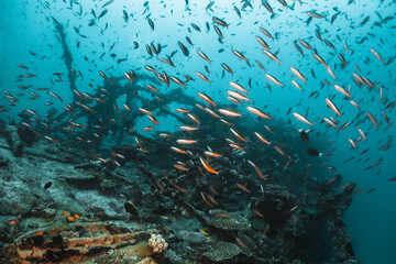 Fototapeta na wymiar Underwater shot of shipwreck surrounded by colorful; tropical fish in blue water
