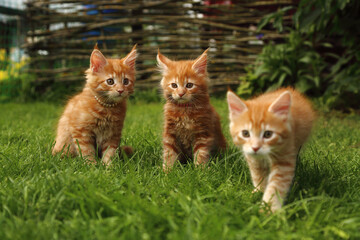 Three beautiful ginger maine coon kittens sitting on green grass background on summer sunny weather. Fun beautiful