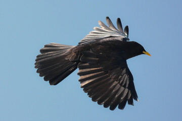 gracchio alpino (Pyrrhocorax graculus) in volo,primo piano silhouette su sfondo cielo blu