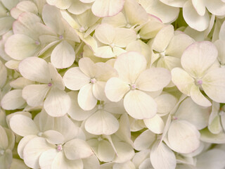Beautiful beige hortensia close up. Artistic natural background