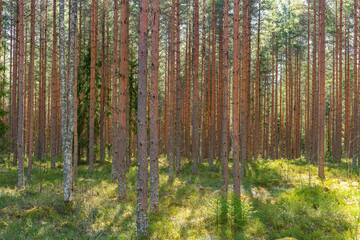 Young pine forest in Sweden in yellow spring sunlight