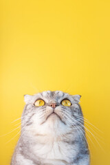 Portrait of a gray in black striped Scottish Fold cat with yellow eyes close-up on a yellow background. Cute funny curious pet.