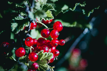 Obraz premium Closeup d'une branche de groseillier avec des groseilles mûres dans le jardin 