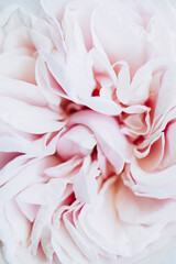Intérieur d'une rose couleur pastel - Arrière plan naturel romantique