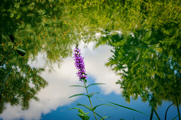 Fototapeta premium Pink wildflower at the water's edge. The reflection of the sky and the plants surrounding the flower forms a case.