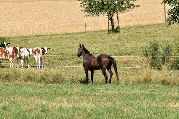 Alter American Quarter Horse Hengst