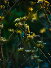 yellow flowers in the garden