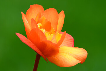 Begonia flower. Detail of colorful petals in orange red- yellow. Isolated on green background, side view.