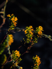 Beautiful wild flower in the steppe
